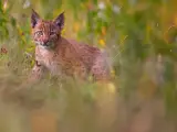 Un jeune lynx, aux yeux vifs, observe depuis l'herbe haute. C'est là où vit le lynx, dans ce paysage verdoyant.