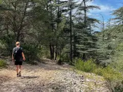 Un randonneur solitaire explore un sentier rocailleux au cœur d'une forêt de cèdres, une belle randonnée dans le Luberon.