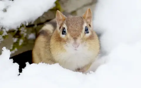 Un adorable tamia émerge de la neige, un des nombreux animaux en hiver qui bravent le froid.