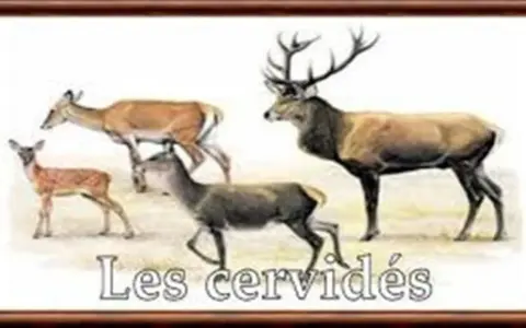 Illustration de plusieurs cervidés, dont un grand cerf mâle avec des bois impressionnants, une biche et deux jeunes faons.