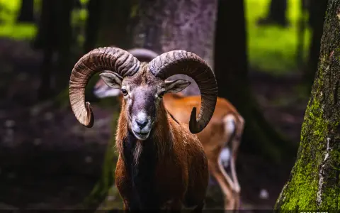 Un majestueux mouflon pyrénéen, avec ses cornes impressionnantes, se tient fièrement dans une forêt sombre.