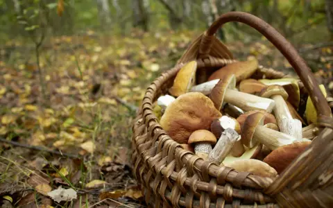 Panier rempli de champignons cueillis lors de la saison champignon. Les feuilles d'automne jonchent le sol de la forêt.