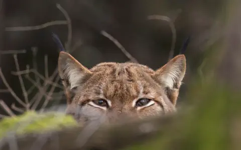 Un lynx aux yeux perçants observe depuis les bois. Un signe d'espoir pour la population de lynx en France.