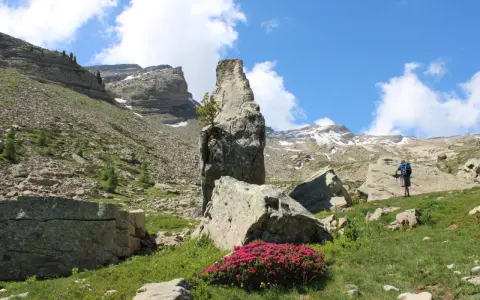 Un randonneur admire un piton rocheux singulier, vestige des eaux tortes, au milieu d'un paysage alpin de rochers et de fleurs roses.