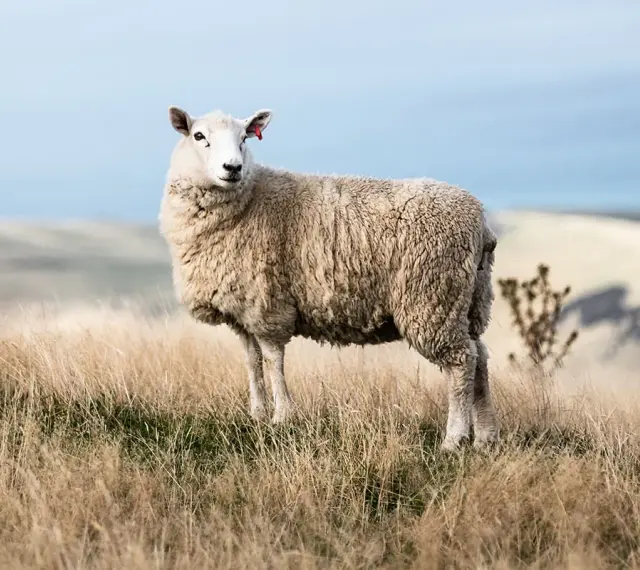 Une brebis à la toison épaisse se tient dans un champ d'herbes sèches. Sa laine merinos, c'est quoi ? Une fibre douce et chaude, idéale pour les vêtements.