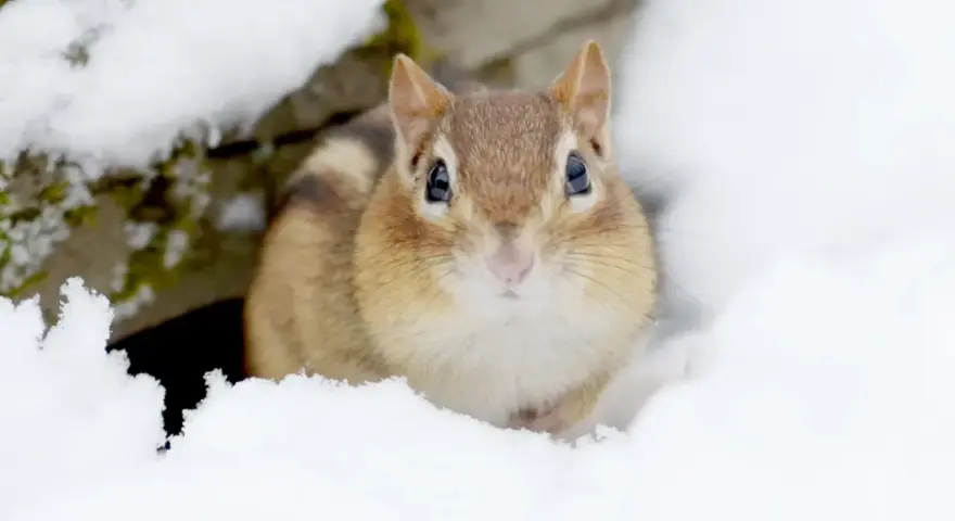 Un adorable tamia émerge de la neige, un des nombreux animaux en hiver qui bravent le froid.