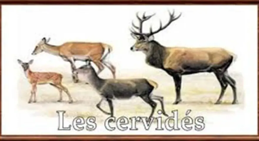Illustration de plusieurs cervidés, dont un grand cerf mâle avec des bois impressionnants, une biche et deux jeunes faons.