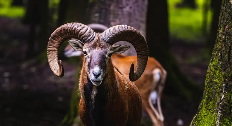 Un majestueux mouflon pyrénéen, avec ses cornes impressionnantes, se tient fièrement dans une forêt sombre.