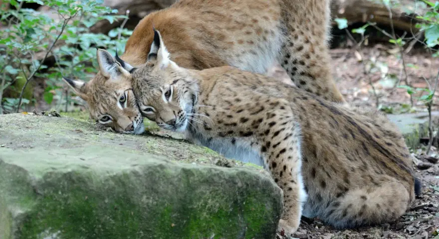 Deux lynx se blottissent l'un contre l'autre. Le poids d'un lynx adulte peut surprendre, mais ces félins sont agiles.