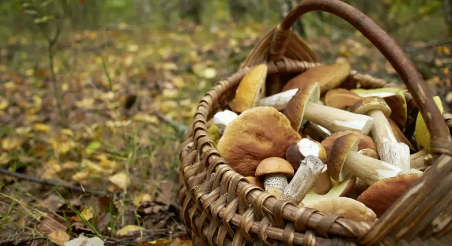 Panier rempli de champignons cueillis lors de la saison champignon. Les feuilles d'automne jonchent le sol de la forêt.