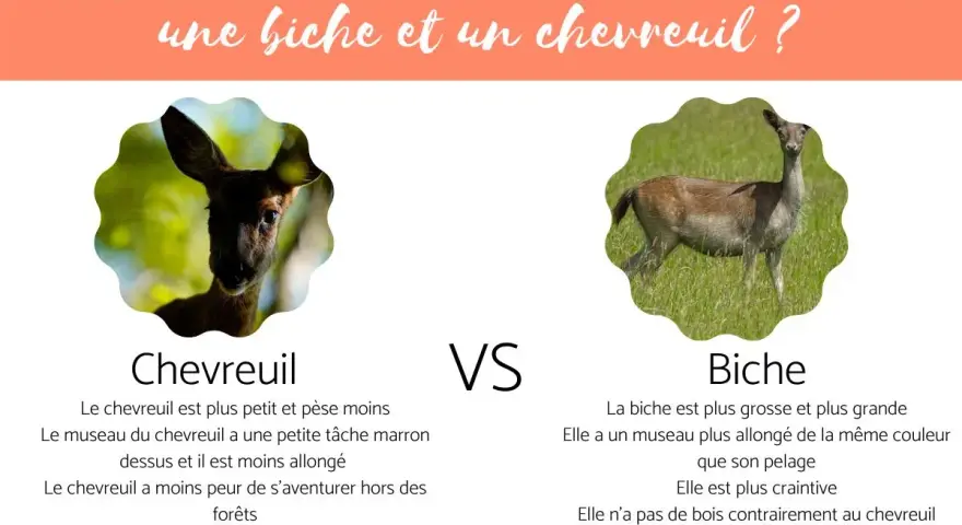 Un chevreuil, petit et agile, face à une biche, plus grande et craintive. L'image compare ces deux cervidés.
