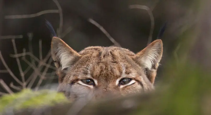 Un lynx aux yeux perçants observe depuis les bois. Un signe d'espoir pour la population de lynx en France.
