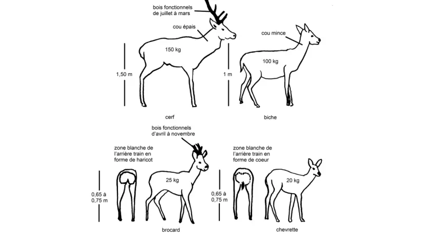 Illustration comparant cerf, biche (la femelle du cerf), brocard et chevrette, avec leurs caractéristiques physiques et poids.