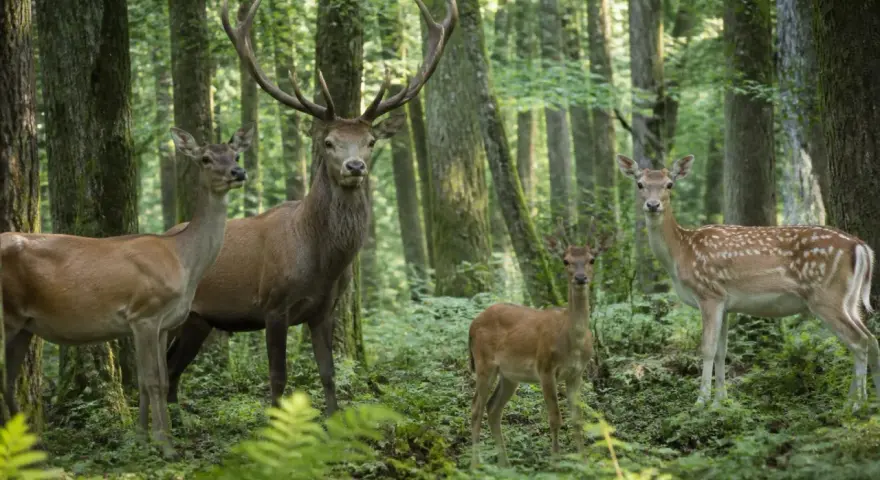 Une famille cerf, composée d'un grand cerf majestueux, de deux femelles et d'un jeune faon, se tient dans une forêt verdoyante.