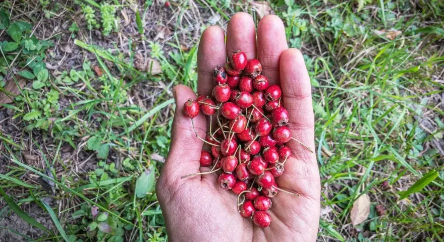 Une main ouverte présente une poignée de petits fruits rouges, des fruits sauvages cueillis dans la nature.