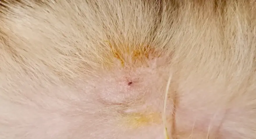 Une petite plaie rouge sur la peau d'un animal, avec un reste de tique mal enlevée.