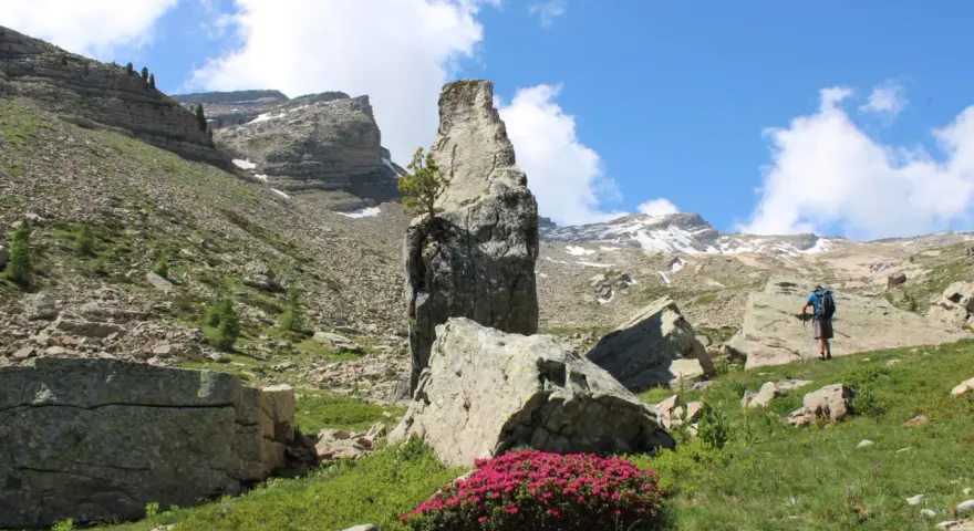 Un randonneur admire un piton rocheux singulier, vestige des eaux tortes, au milieu d'un paysage alpin de rochers et de fleurs roses.