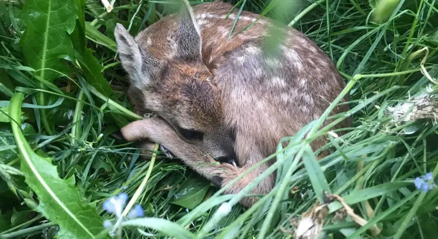 Un adorable faon, camouflé dans l'herbe verte, se repose paisiblement.