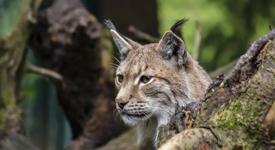 Un lynx boréal, majestueux habitant des forêts du Jura, observe attentivement son environnement depuis sa cachette dans un arbre.