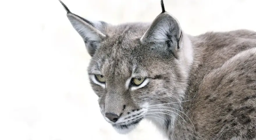 Portrait d'un lynx au pelage gris tacheté, ses yeux perçants fixent l'objectif. La taille de ce félin sauvage est impressionnante.