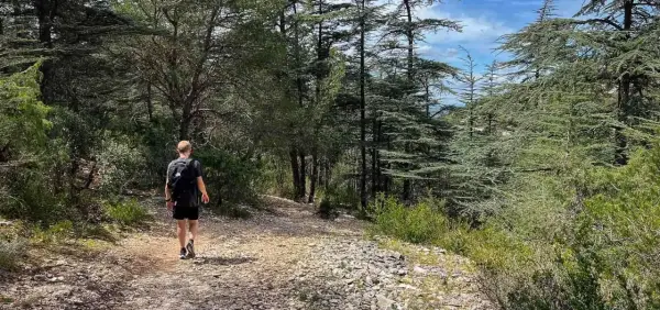 Un randonneur solitaire explore un sentier rocailleux au cœur d'une forêt de cèdres, une belle randonnée dans le Luberon.