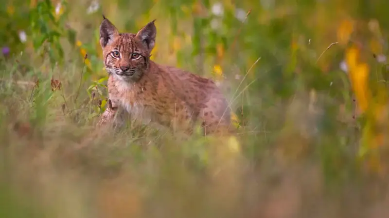 Un jeune lynx, aux yeux vifs, observe depuis l'herbe haute. C'est là où vit le lynx, dans ce paysage verdoyant.